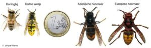 Op een rij: de honingbij, Duitse wesp, een eurostuk, de Aziatische hoornaar en de Europese hoornaar